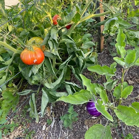 Apartament Casarella *